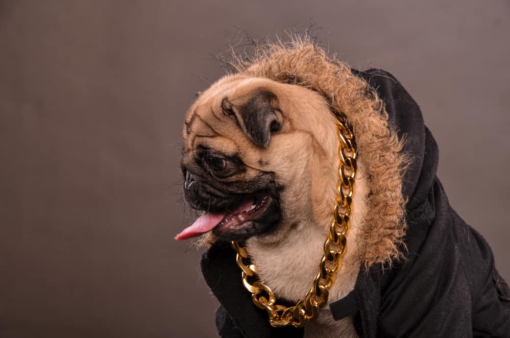 50 Rap Inspired Dog Names