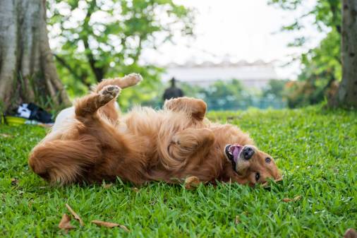 Fertilizers and Pesticides Poisoning in Dogs – Symptoms & Causes