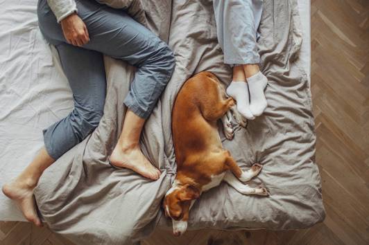 Is It Worth Allowing Your Lovely Dog to Sleep With You?