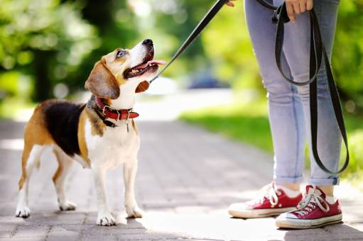 4 Legal Factors to Consider as a Dog Owner