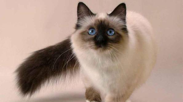 Balinese Cat Owner’s Guide