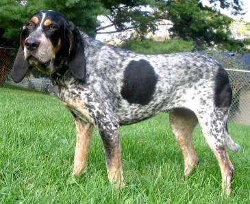 Bluetick Coonhounds Owner’s Guide