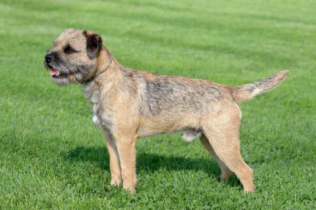 Border Terriers Owner’s Guide