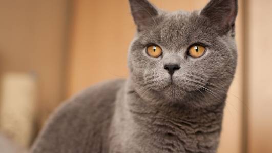 British Shorthairs Owner’s Guide