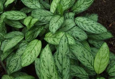 My Cat Ate Aglaonema Chinese Evergreen Will He Get Sick? (Reviewed by Vet)