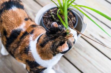 My Cat Ate Dracaena What Should I Do? (Reviewed by Vet)