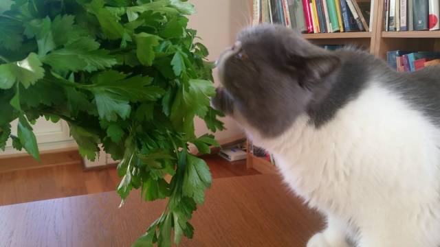 My Cat Ate Parsley Will He Get Sick?