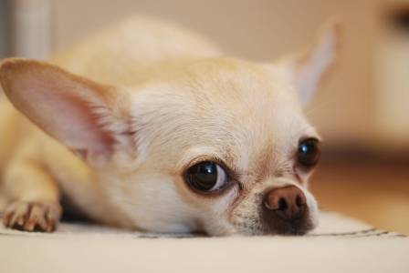 11 Grooming Tips To Take Care Of Your Loving Chihuahua