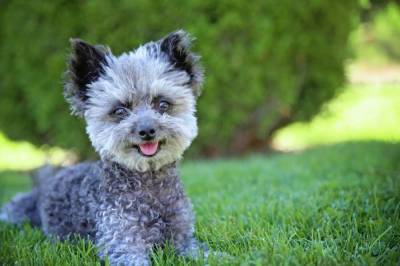 Chihuahua Poodle Mix – Owner’s Guide