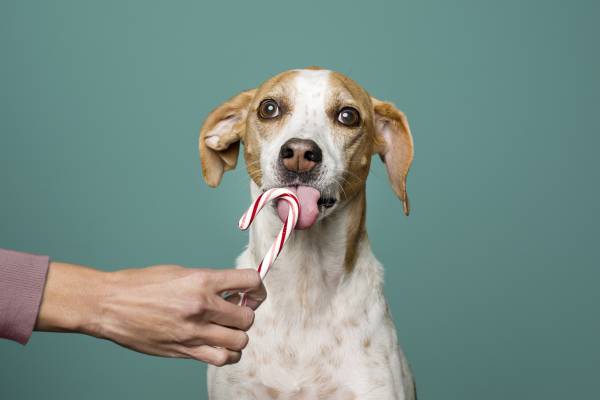 Dog Ate A Candy Cane