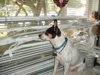 My Dog Ate Blinds What Should I Do?