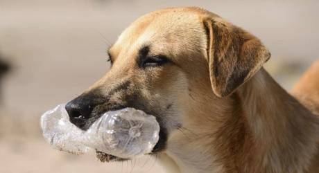 My Dog Ate Plastic What Should I Do?