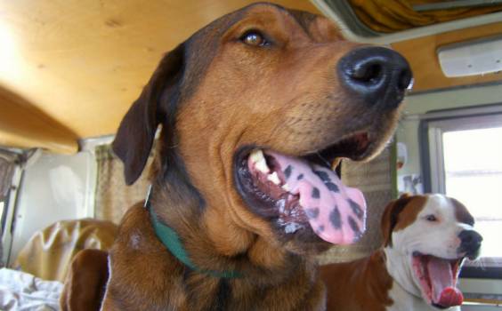 Why Do Dogs Have Spotted tongues?