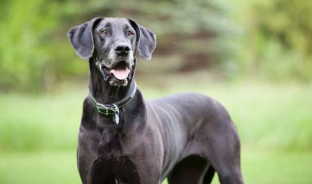 Great Dane Price – How Much Does a Great Dane Cost?