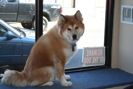 Husky Chow Mix Owner’s Guide