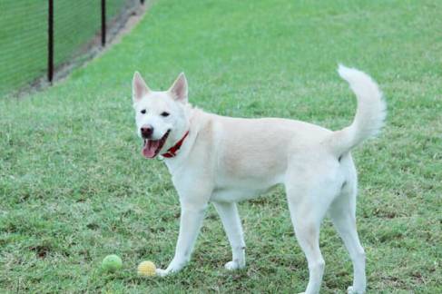Husky Lab Mix Owner’s Guide