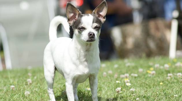 Jack Russell Chihuahua Mix Owner’s Guide