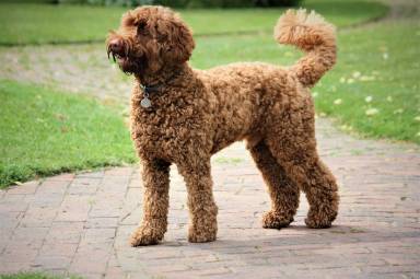 How Much Does A Labradoodle Cost