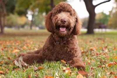 Labradoodle Breeders In New Jersey