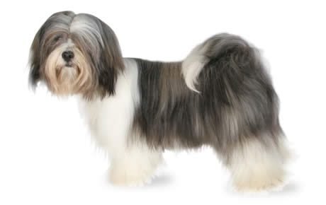 Lhasa Apso Owner’s Guide