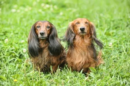 Long-Haired Dachshund Wiener or Weenie Dog Guide
