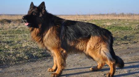 Long-Haired German Shepherd Owner’s Guide