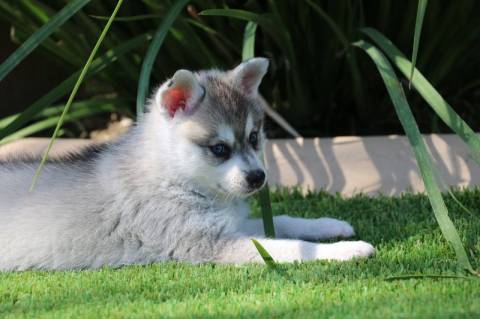 Miniature Husky Owner’s Guide
