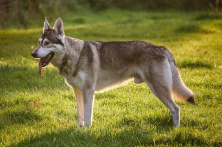 Northern Inuit Dog Owner’s Guide