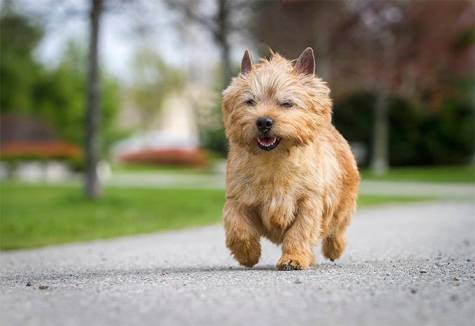 Norwich Terriers Owner’s Guide