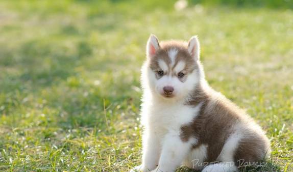 Pomsky Puppy Owner’s Guide