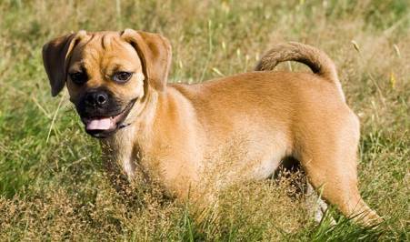 Puggle Owner’s Guide