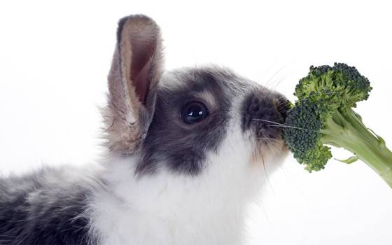 My Rabbit Ate Broccoli Will He Get Sick?