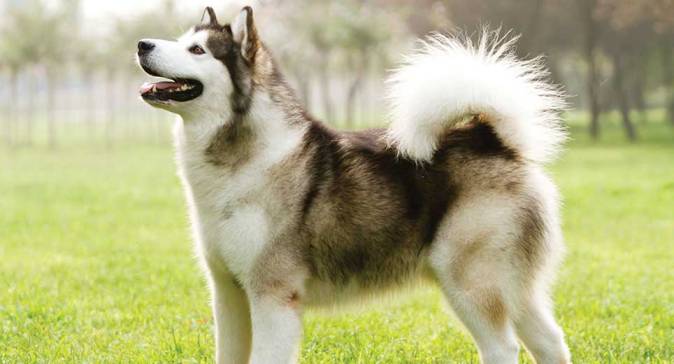 Malamute vs Husky: What to Know