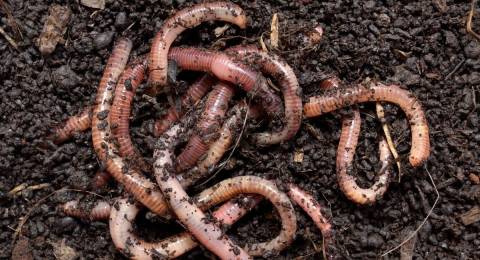 My Dog Ate Earthworms What Should I Do?