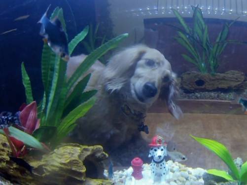 My Dog Ate My Aquarium What Should I Do?