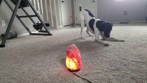 My Dog Ate a Salt Lamp What Should I Do?