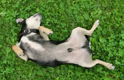 Why Do Dogs Have Belly Buttons?