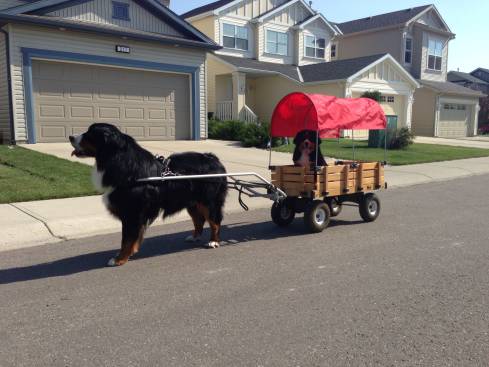 dog pulling cart