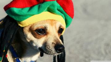 50 Reggae Inspired Dog Names