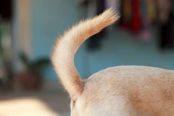 My Dog’s Tail is Always Up What Should I Do?