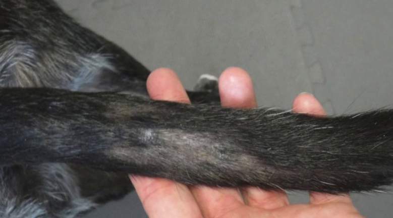 My Dog’s Tail is Balding What Should I Do?