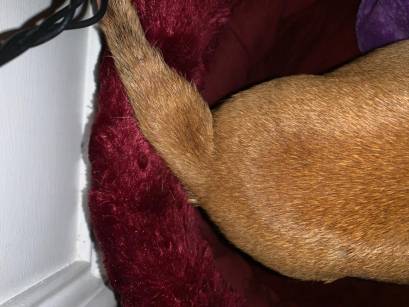 My Dog’s Tail is Swollen What Should I Do?