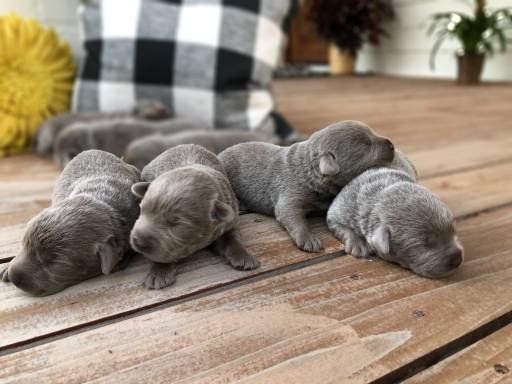 Silver or Grey Labrador Puppies Owner’s Guide