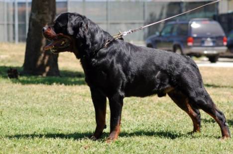 Rottweiler Exercise to Build Muscle