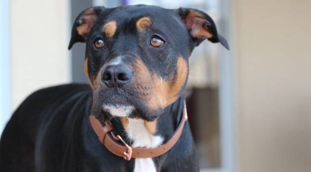 Rottweiler Pitbull Mix Owner’s Guide