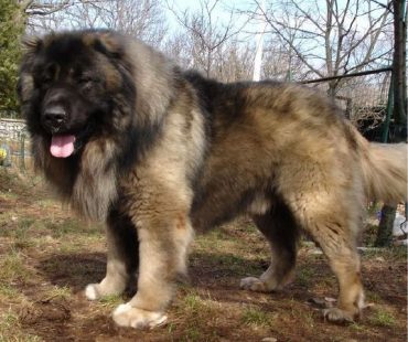 Russian Bear Dog Owner’s Guide