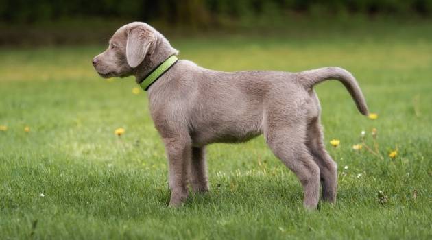 Silver Lab Owner’s Guide