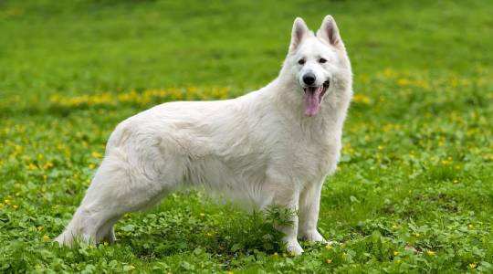 White or Albino German Shepherd Owner’s Guide