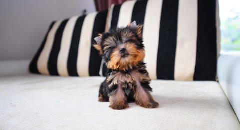 Yorkie and Teacup Yorkies Cost