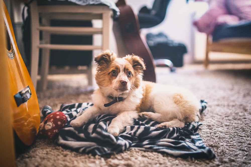 Keeping Your Carpets In Good Condition When You Have A Dog
